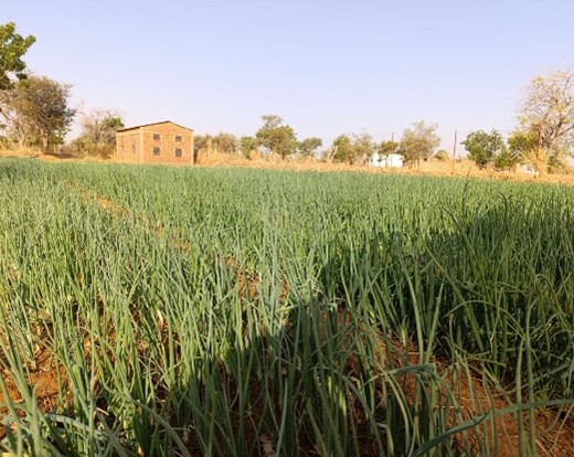production maraichère